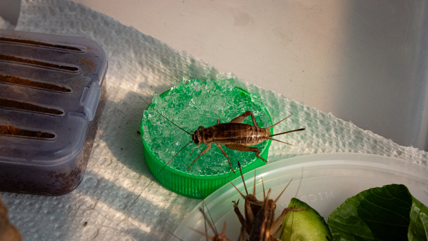 Cricket drinking from container of water crystals