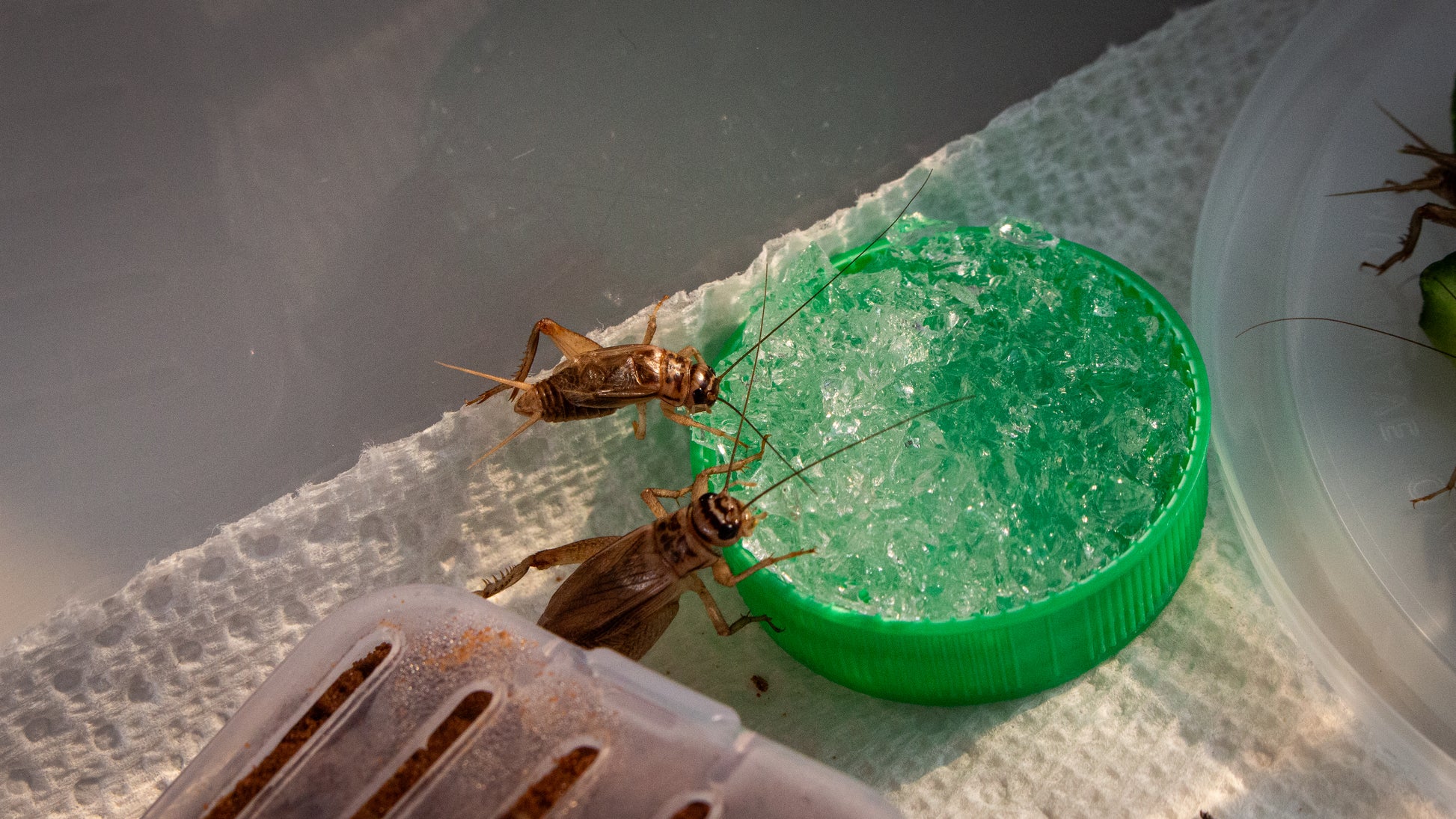 Crickets drinking from container of water crystals